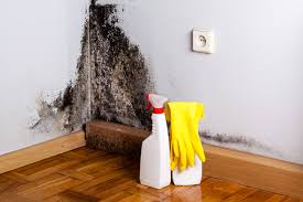 Why You Should Choose Our Mold Remediation Services in Lauderdale Lakes, WI